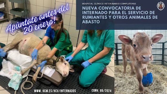 Conv. 89/2024 para Veterinarios: Internado rotatorio en el Hospital Clínico Veterinario Complutense (Servicio de rumiantes y otros animales de abasto)